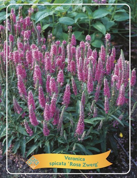 Veronica spicata 'Rosa Zwerg'