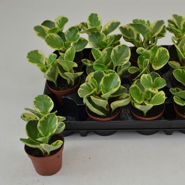 Peperomia obtusifolia 'USA'