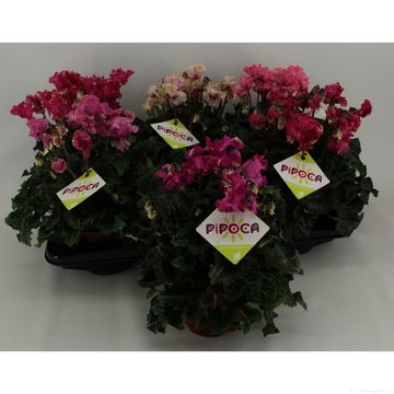 Cyclamen persicum LATINIA PIPOCA MIX