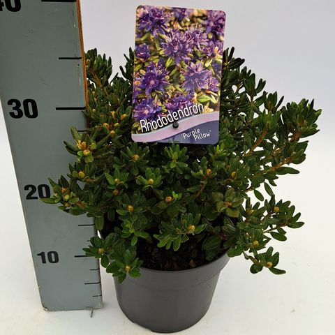 Rhododendron 'Purpurkissen'