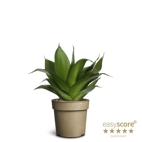 Sansevieria trifasciata 'Black Jade'