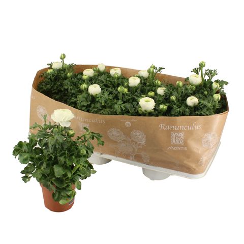 Ranunculus asiaticus 'Sprinkles White'