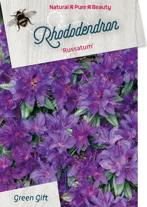 Rhododendron russatum