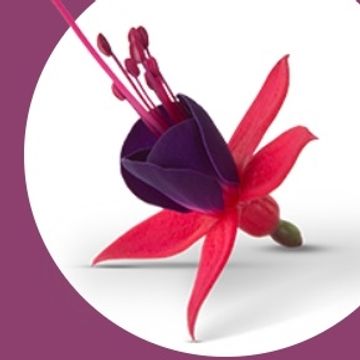 Fuchsia BELLA FUCHSIA SACHA
