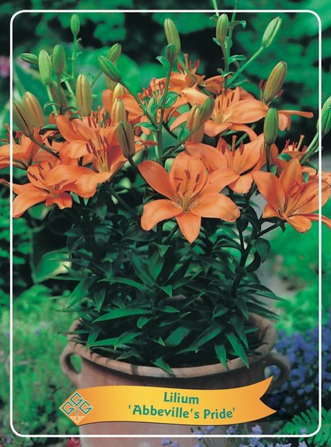 Lilium 'Abbeville's Pride'