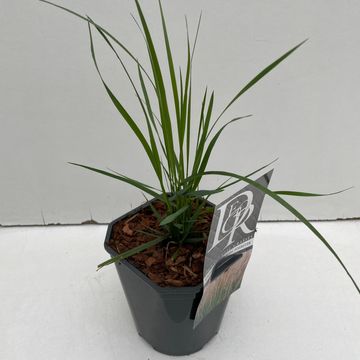 Calamagrostis x acutiflora 'Karl Foerster'