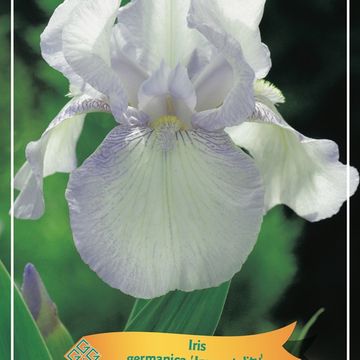 Iris 'Immortality'