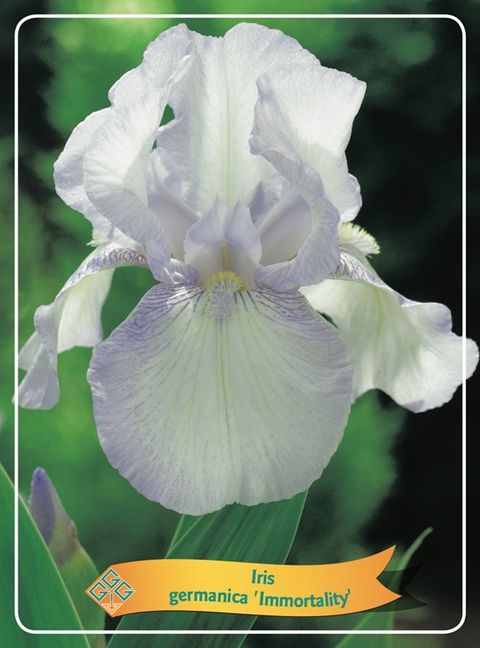 Iris 'Immortality'