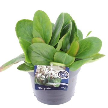 Bergenia 'Bressingham White'