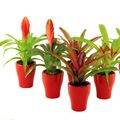 Bromelia MIX