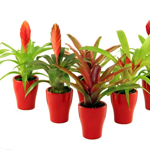 Bromelia MIX