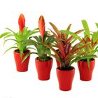 Bromelia MIX