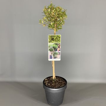 Coprosma 'Lemon and Lime'