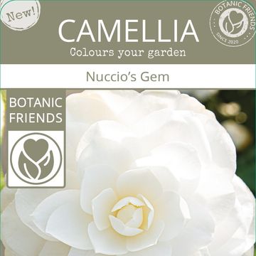 Camellia japonica 'Nuccio's Gem'