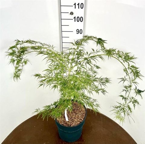 Acer palmatum 'Dissectum'