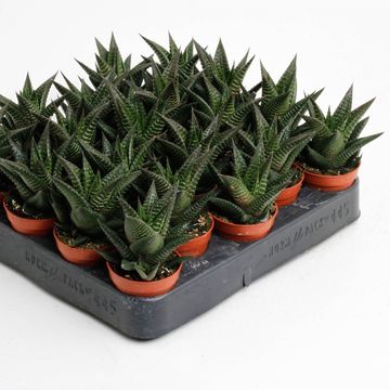 Haworthia limifolia