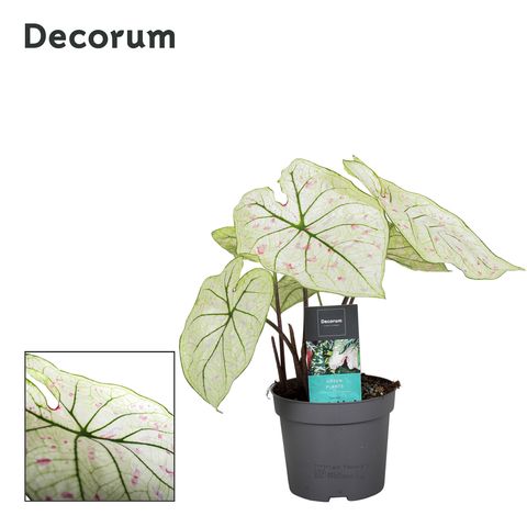 Caladium 'Strawberry Star'