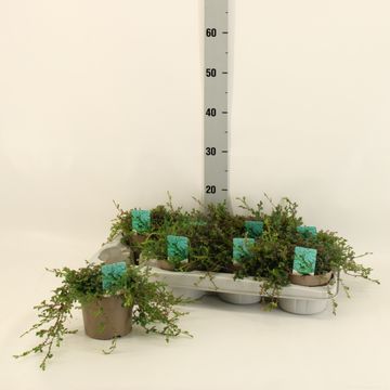 Selaginella 'Peacock'