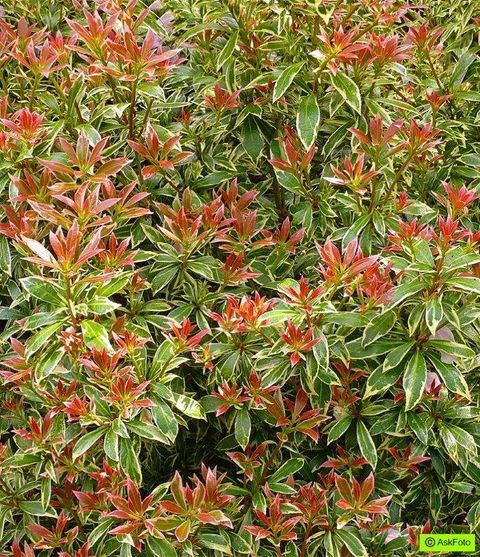 Pieris japonica 'Литл Хит'