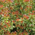 Pieris japonica 'Little Heath'