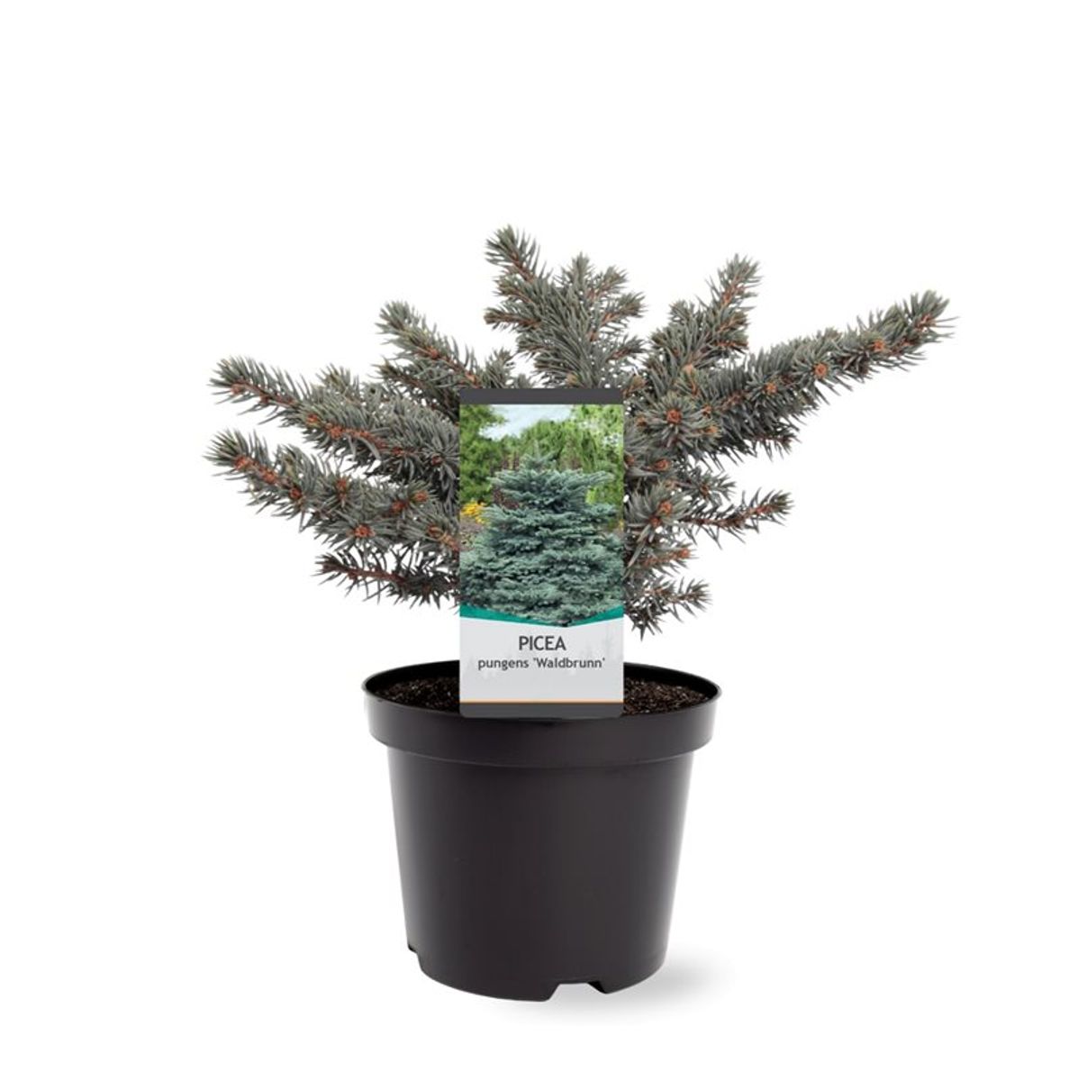 Picea pungens 'Waldbrunn' — Plant Wholesale FlorAccess