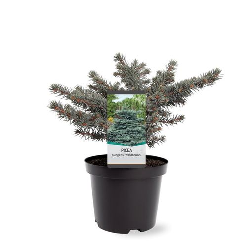 Picea pungens 'Waldbrunn'