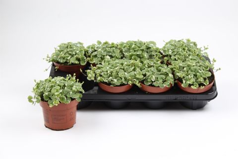 Glechoma hederacea 'Variegata'