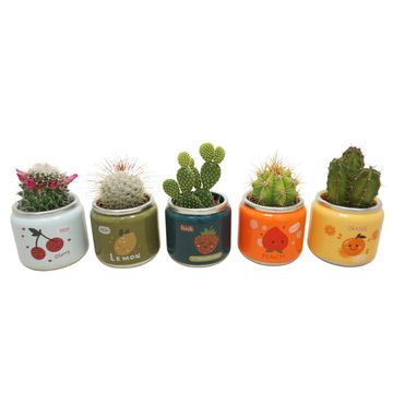 Кактусы MIX IN POT