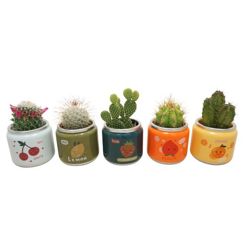 Cactus MIX IN POT