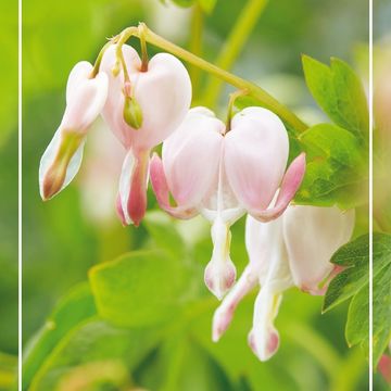 Dicentra spectabilis 'Cupid'