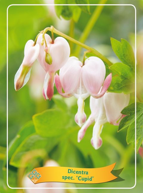 Dicentra spectabilis 'Cupid'