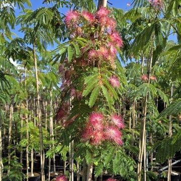 Albizia julibrissin OMBRELLA