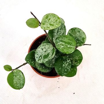 Hoya 'Mathilde Splash'