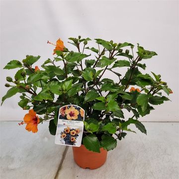 Hibiscus rosa-sinensis 'Petit Orange'