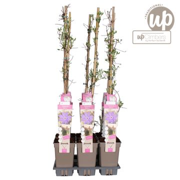 Clematis 'Baltyk' (EL)