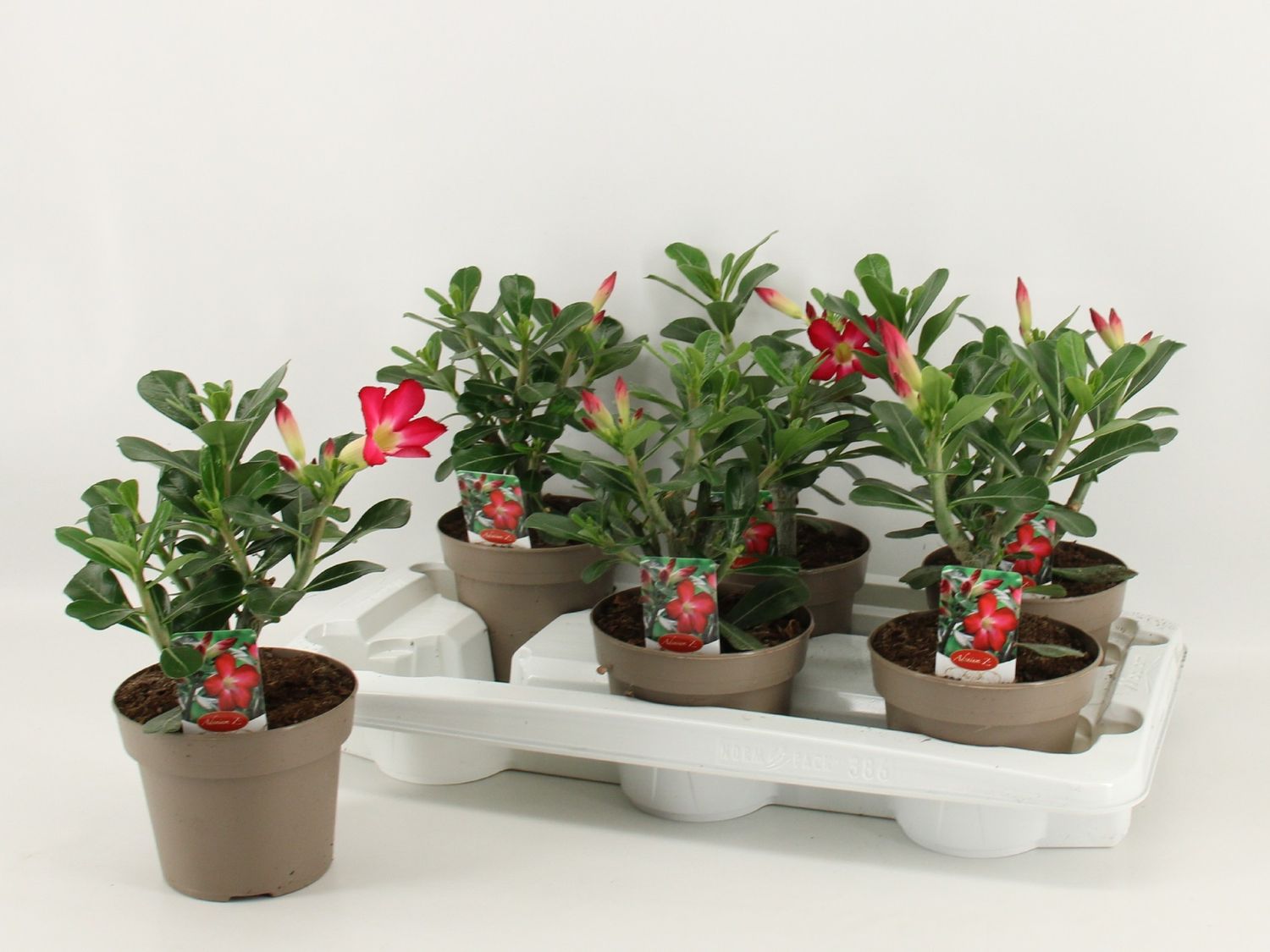Adenium obesum 'Anouk' — Plant Wholesale FlorAccess