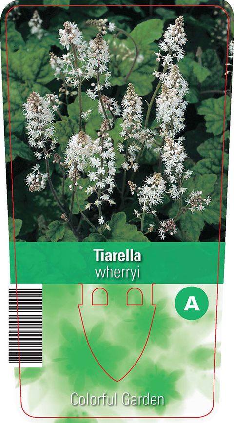 Tiarella wherryi