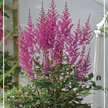 Astilbe 'Elisabeth van Veen'