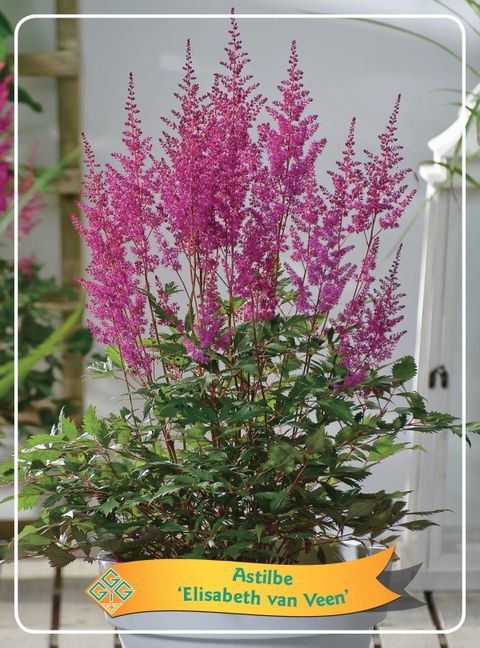 Astilbe 'Elisabeth van Veen'