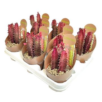 Euphorbia trigona 'Rubra'