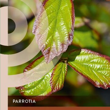 Parrotia persica