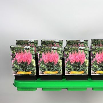 Astilbe chinensis 'Vision in Pink'