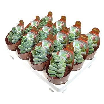 Crassula 'Moonglow'