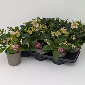 Helleborus x hybridus VIV CELESTINA