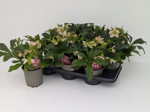 Helleborus x hybridus VIV CELESTINA