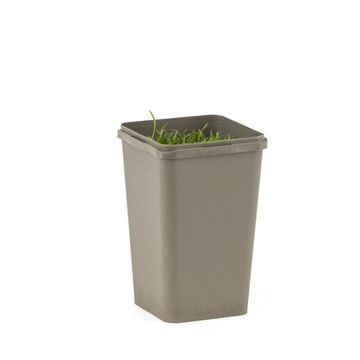 Lilaeopsis brasiliensis