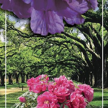 Paeonia suffruticosa 'Wu Long Peng Sheng'