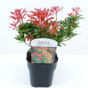 Pieris japonica 'Mountain Fire'