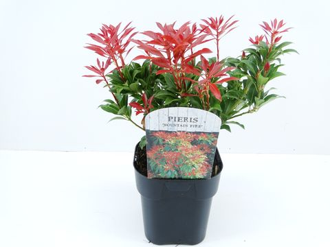 Pieris japonica 'Mountain Fire'