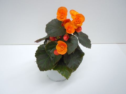 Begonia SOLENIA ORANJE